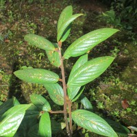 <i>Symplocos macrophylla</i>  Wall. ex DC.